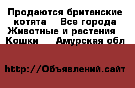 Продаются британские котята  - Все города Животные и растения » Кошки   . Амурская обл.